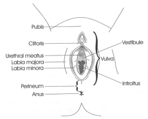 Basic External anatomy showing the Vulva