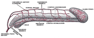 Interior anatomy of the shaft