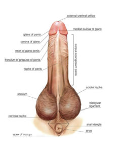 Labeled penis